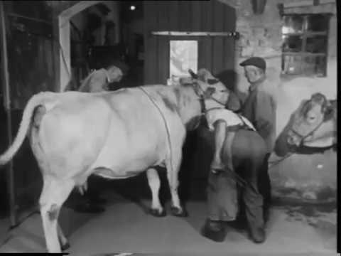 Beschlagen von Fahrkühen und Schmieden von Kuheisen