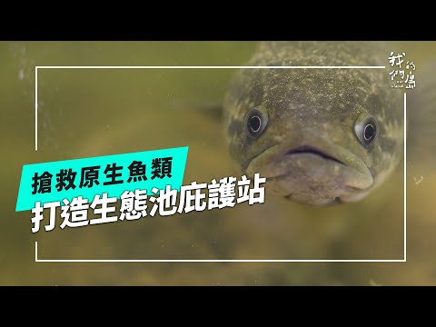 湖心映危機｜搶救靜水型原生魚(我們的島 第1221集 2023-09-11)