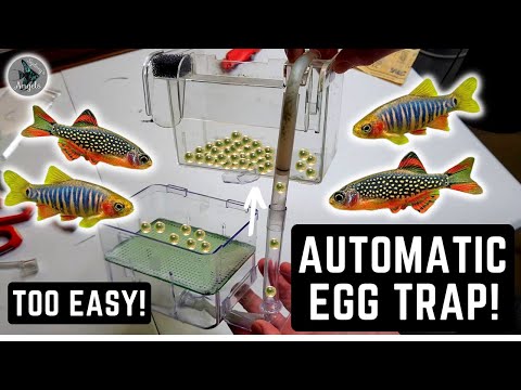 HOW TO MAKE A DIY AUTOMATIC EGG TRAP FOR NANO FISH LIKE CELESTIAL PEARL DANIOS!