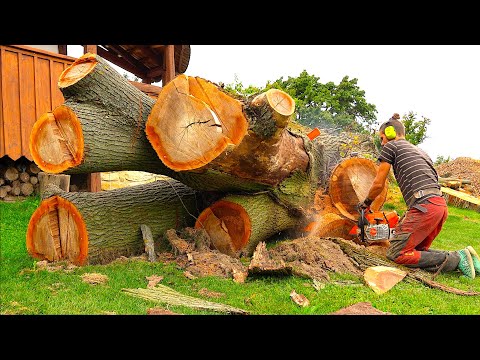 How PERFECT SOLID BOARDS are made from a GIANT TREE - Masterful woodworking
