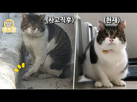 길 고양이가  교통사고로 다리가 썩어 들어가자 살기 위해서 한 놀라운 행동(스스로를 살렸다) | 구조에서 입양까지 풀스토리