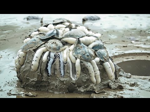 What Happens to Clams if You Don't Eat Them Before They're 200 Years Old?