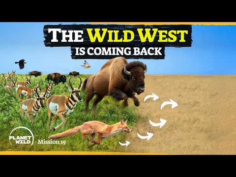 America’s ambitious plan to restore the Wild West