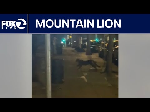 Live: Mountain lion in San Francisco