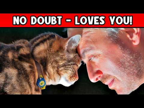 20 Signs Your Cat Loves You That Are HARD TO NOTICE! (Congrats if Yours Does THIS!)