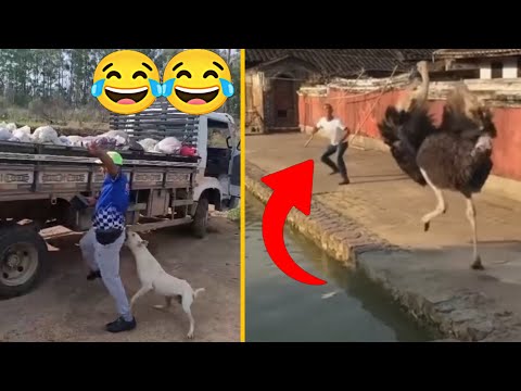 Top Crazy & Funniest Videos of All Time 😂 | Try Not to Laugh Challenge (Memes Part 8) #funny #memes