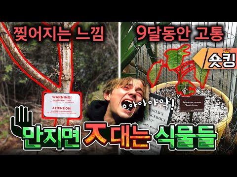 만지면 죽을확률 100% 위험한 호주의 식물들 - [숏킹]