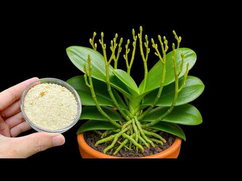 Place 1 piece under the orchid! Suddenly grows 100 branches and blooms all year round