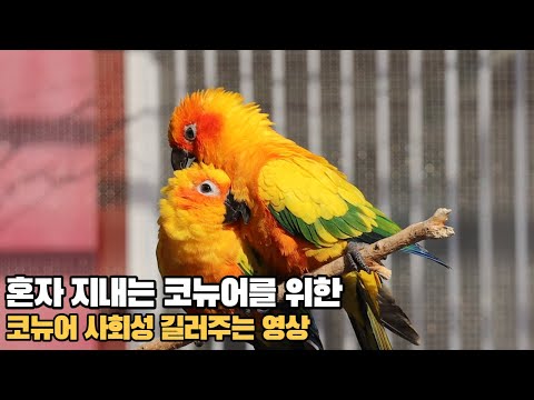 혼자 지내는 코뉴어에게 다른앵무새들의소리를 들려주세요