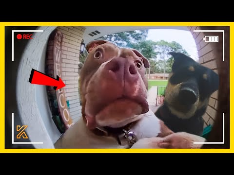 🤣🐾Secret Life of Pets Caught on Camera🚨