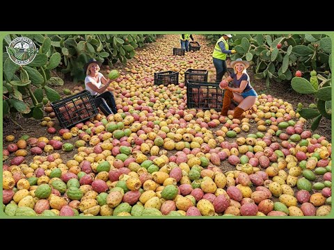How Million Tons of Prickly Cactus Are Harvested & Processed - Incredible Cactus Farming