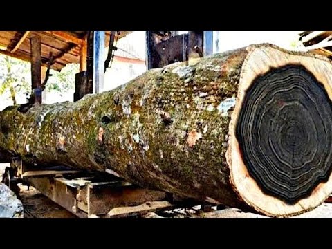 Rare find||Straight, long, and very beautiful textured Johar wood, at the sawmill.