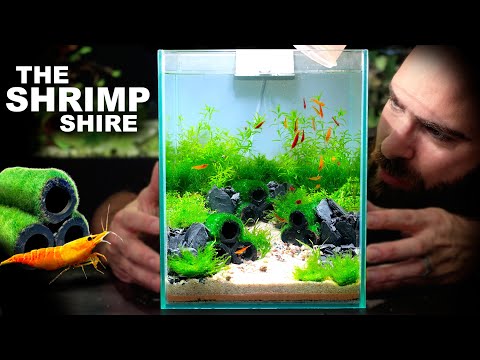 The Shrimp Shire: Nano Neocaridina Shrimp Aquascape Tutorial w/ No Filter