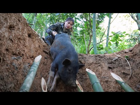 Detect traces of wild boars and immediately set traps to catch them, survival alone