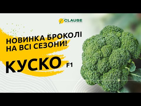 КУСКО F1 - НОВИНКА БРОКОЛІ НА ВСІ СЕЗОНИ!
