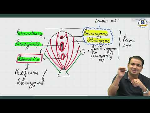 Perineal Pouches - Anatomy by Dr. Ashwani Kumar