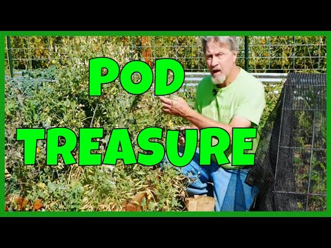 Never Buy Seeds Again - How to Collect Radish Seeds