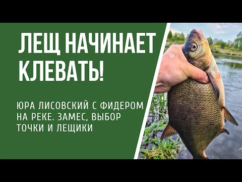 Когда начинает клевать лещ на реке на фидер