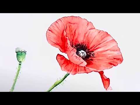 Poppy Watercolor Painting Using Just 3 Colours