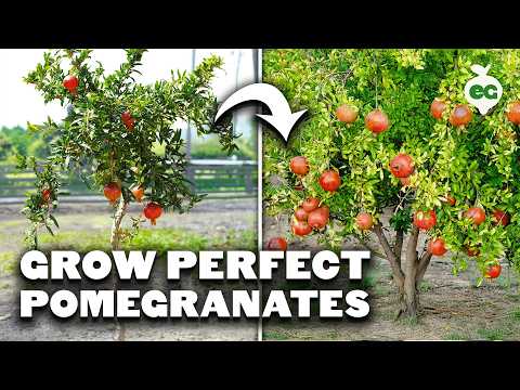 Growing Pomegranates, the Fruit Of The Gods