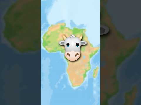 Why humans gave cows their own continent