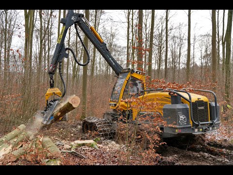 🌲*Dicke Buchen* WFW Ecolog 688F & Zufäller • Harvester & Chinsaw • DroneView • Loggingvideo🌲