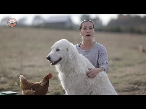 Livestock Guardian Dogs 101