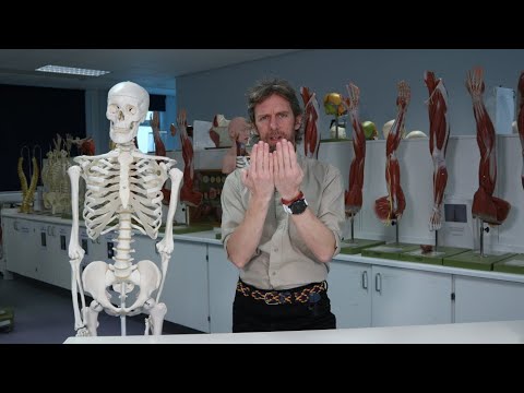 Duodenum - gross anatomy