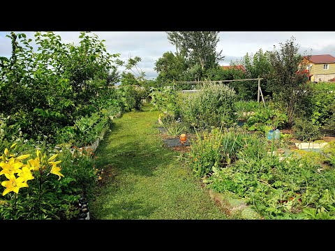 Показываю РЕЗУЛЬТАТ! ОБЗОР огорода. ПЕЧАЛИ и РАДОСТИ этого сезона