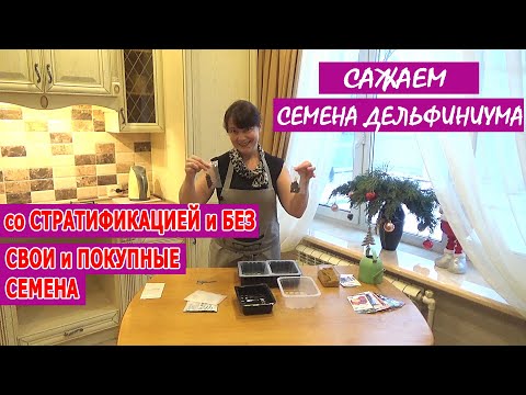 ДЕЛЬФИНИУМ из СЕМЯН. ПОСЕВ со СТРАТИФИКАЦИЕЙ и БЕЗ! Нужна ли стратификация?