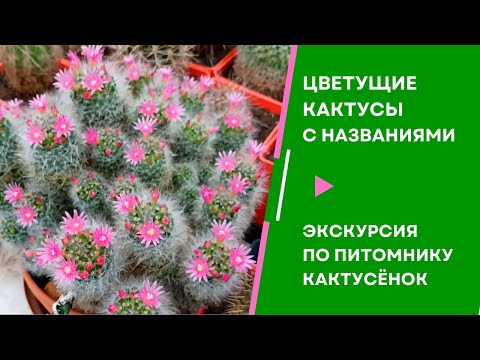 Этого вы ещё не знали! Цветущие кактусы с названиями видов. Экскурсия по питомнику Кактусёнок
