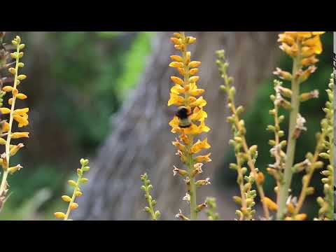 Lil bee doing lil bee things