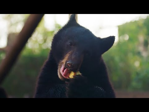 The Tragic "Smokey Bear" Incident: A Rescue Gone Wrong?