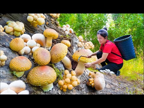 Harvest A Lot Of Dinosaur Mushrooms Goes to market Sell, Mushroom recipes | Susan Daily Life