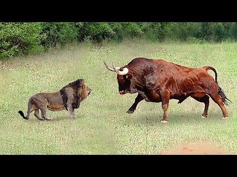 This Lion Tried to Fight a Bull… And It Was the Last Mistake of His Life
