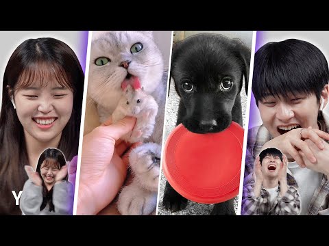 World’s Cutest Animals | Y