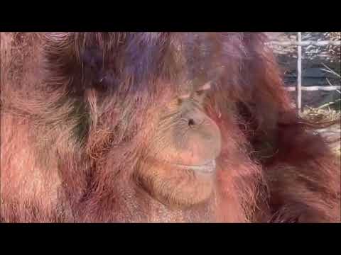 Тайган. Леокадия и Дана . Не отрекаются любя...(Полная версия)