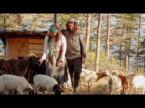 Expanding Our Off-Grid Island Farm – New Animals Arrive