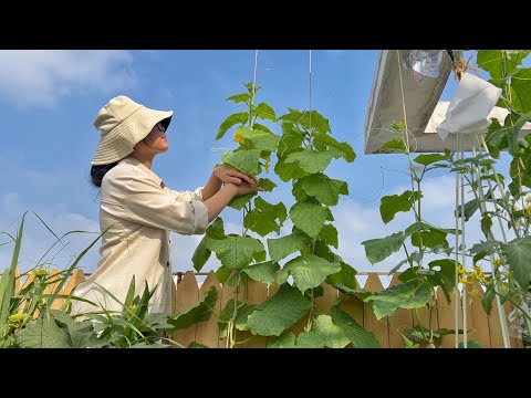 種植日記 | 當我擁有一塊小菜地，就會收穫一大堆快樂~番茄倒栽，黃瓜養植，超有成就感!!! | 蒜蒜蒜了八