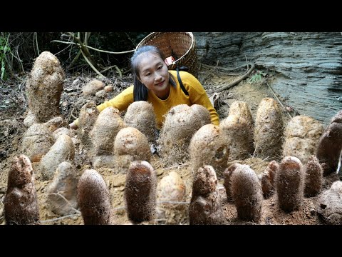 Harvest a lot of giant yams bring to market to sell - Take care of pigs - Cooking | Ly Thi Tam