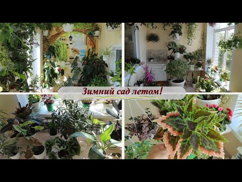 Обзор зимнего сада после цветочного расхламления, июнь 2024!