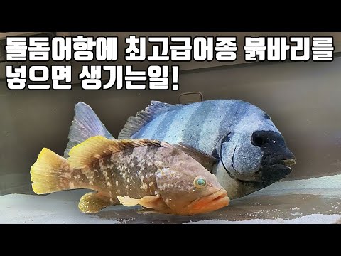 한국에서 가장비싼 물고기 붉바리를 대왕돌돔 수조에 넣어봤습니다!! (ep03. 우리나라 바다만들기)