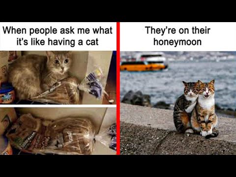 Heartwarming Memes That Show Why Cats Are So Special