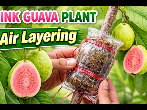 पिंक अमरूद पर दूसरी बार एयर लेयरिंग! 😱 प्लास्टिक ग्लास और कोकोपीट का अनोखा तरीका