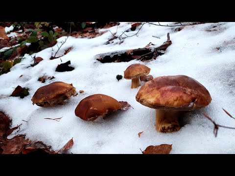 ФАНТАСТИЧНІ БІЛІ ГРИБИ В СНІГУ 1 ГРУДНЯ 2024 РОКУ.ВИ ТАКОГО ЩЕ НЕ БАЧИЛИ