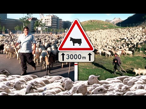 TRASHUMANCIA de 1.500 ovejas de la CIUDAD a los verdes pastos de la ALTA MONTAÑA del Ibón de IP