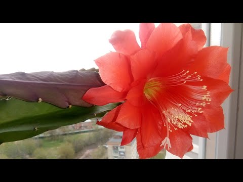 ЭПИФИЛЛУМ УХОД . Хотите цветов - ухаживайте по схеме!/ Цветение продолжается!!!