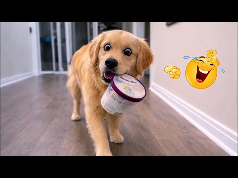 I Can’t Believe These Dogs Are Still This Funny 😂 Best Funny Dog Videos of 2026 🐶