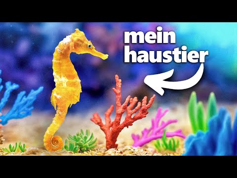 I built a coral reef (for my seahorse)
