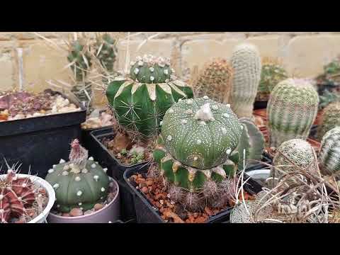 Астрофитум. Выращивание и уход за кактусом🌵